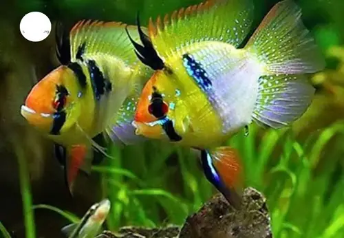 Đặc Điểm Cơ Bản Của Cá Phượng Hoàng Ngũ Sắc: