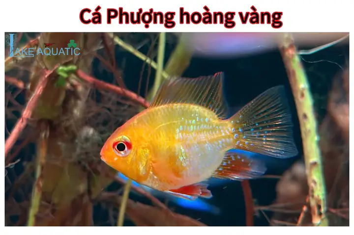 Cá Phượng Hoàng Nuôi Chung Với Cá Nào