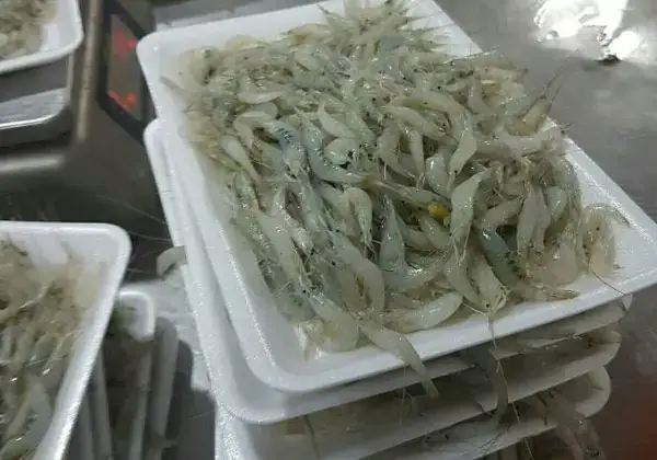 Cá Phượng Hoàng Nuôi Chung Với Cá Nào Tốt Nhất: Kỹ Thuật & Danh Sách Ứng Viên Lý Tưởng