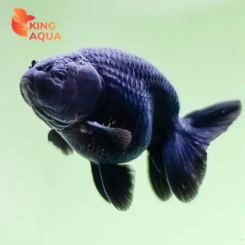 Cá Ping Pong Đen Là Gì? Cách Nuôi Và Chăm Sóc Cá Bống Ping Pong Màu Đen Hiệu Quả