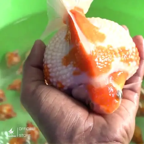 Kích Thước Kích Thước