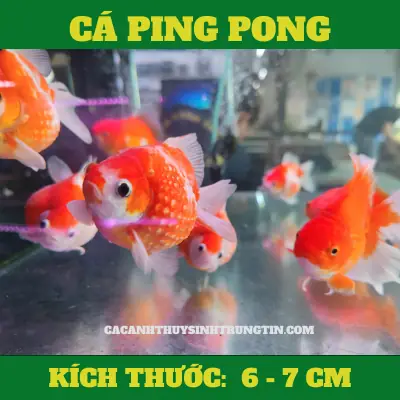 Cá Ping Pong Mua Ở Đâu Tp.hcm? Top 10 Địa Chỉ Uy Tín Nhất 2025