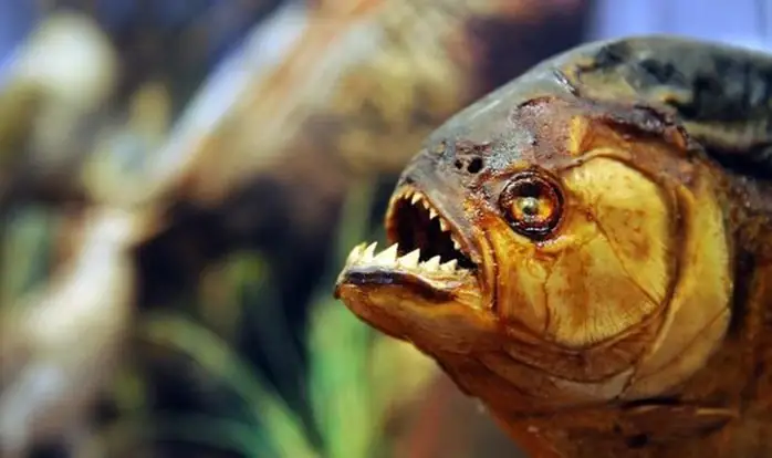Kinh Hoàng Người Đàn Ông Bị Cá Piranha Ăn Thịt - Ảnh 1.