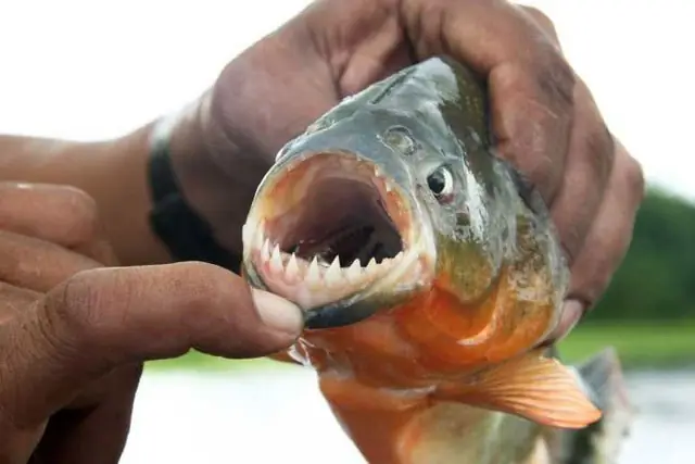 Cá Piranha Ăn Thịt Người: Sự Thật Và Huyền Thoại