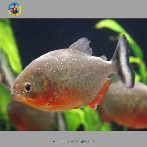 Cá Chim Trắng - Cá Piranha Bụng Đỏ