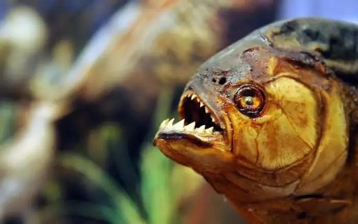 Cá Piranha Là Cá Gì? Khám Phá Sinh Vật Ăn Thịt Huyền Thoại Của Sông Amazon