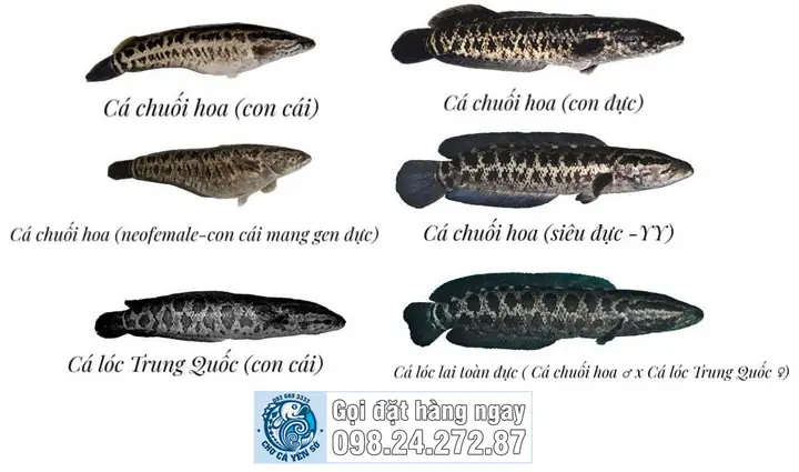 Lợi Ích Nuôi Cá Quả Toàn Đực Và Tiềm Năng Kinh Tế