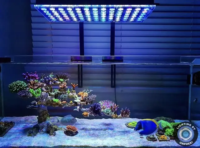 Đèn Led San Hô