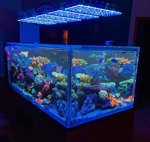 Orphek Atlantik Biểu Tượng Rạn San Hô Bể Cá Dẫn Đầu San Hô