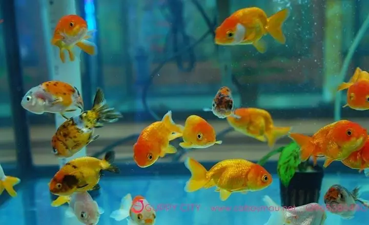 Cá Ranchu Hà Nội: Cẩm Nang Chi Tiết Về Giống Cá Vàng Quý Tộc