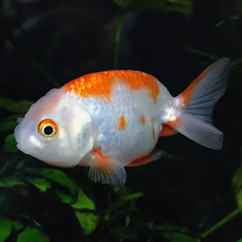 Cá Ranchu Hà Nội: Cẩm Nang Chi Tiết Về Giống Cá Vàng Quý Tộc