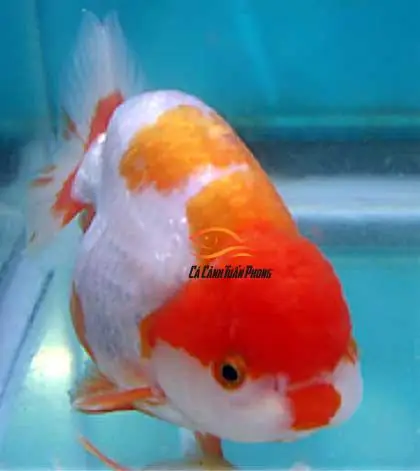 Cá Ranchu Hà Nội: Cẩm Nang Chi Tiết Về Giống Cá Vàng Quý Tộc