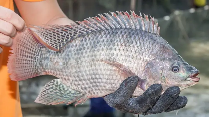 Đặc Tính Ăn Mồi Của Cá Rô Phi