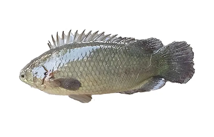 Đặc Điểm Về Loài Cá Rô Đầu Nhím
