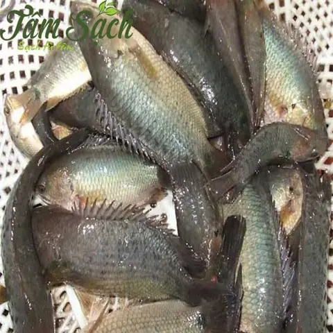 Cá Rô Đồng Giống