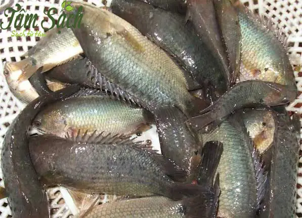 Cá Rô Đồng Giống