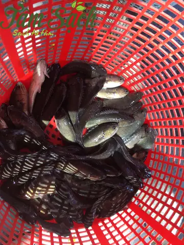Cá Rô Đồng Giống