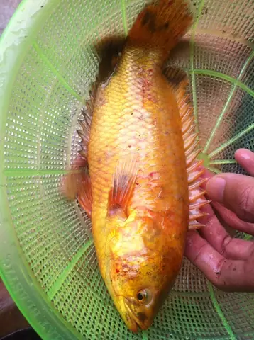 Cá Rô Đồng To Nhất Thế Giới: Khám Phá Sự Thật Về Những Cá Thể Khổng Lồ