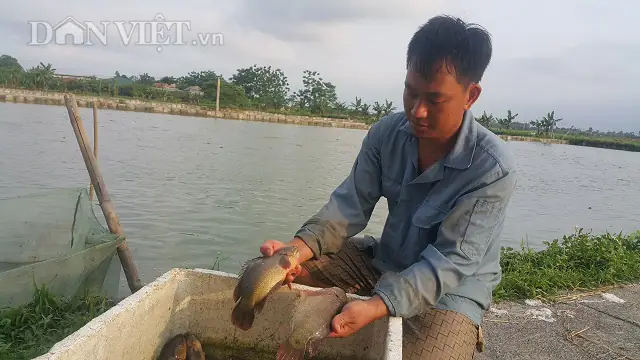 Làm Giàu Ở Nông Thôn: Nuôi Đàn Cá Rô Khổng Lồ, Lãi 400 Triệu/năm