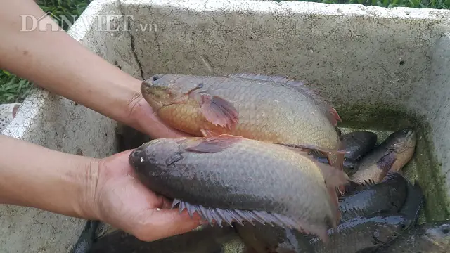 Làm Giàu Ở Nông Thôn: Nuôi Đàn Cá Rô Khổng Lồ, Lãi 400 Triệu/năm