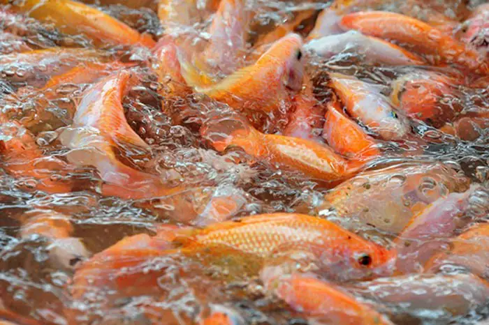 Đặc Điểm Sinh Học Của Cá Rô Phi