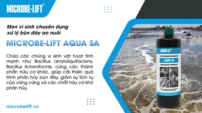 Một Số Lưu Ý Để Nuôi Cá Rô Phi Đạt Năng Suất Cao