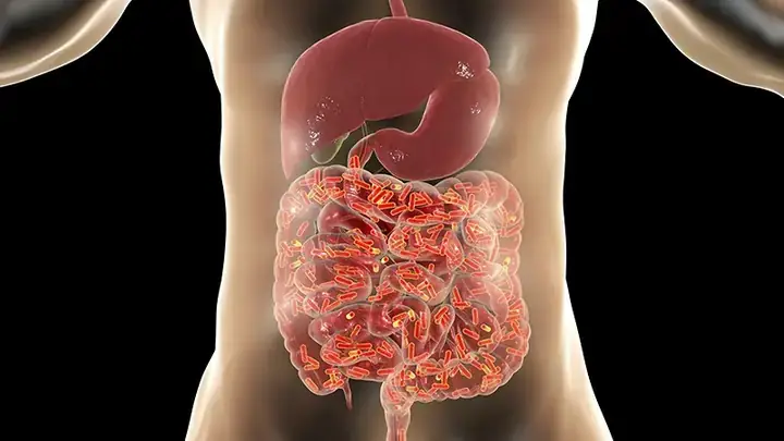 11. Hỗ Trợ Sức Khỏe Đường Ruột