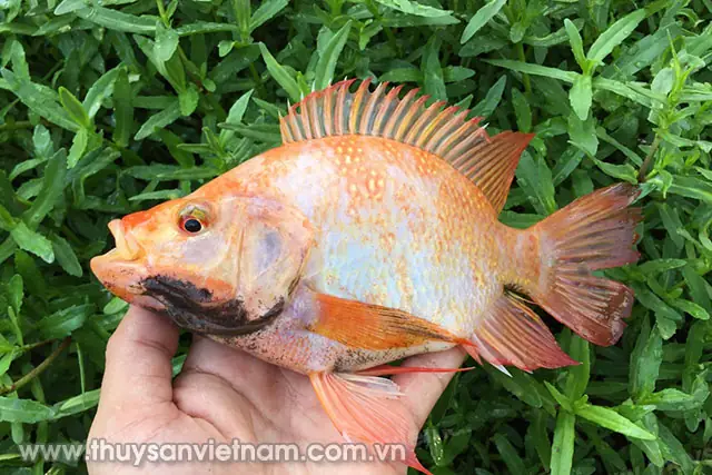 Giới Thiệu Về Cá Rô Phi Bụng Đỏ