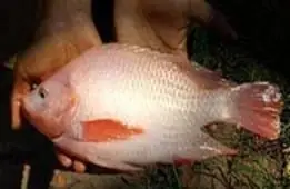 Cá Rô Phi Đỏ