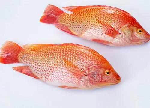 Cá Rô Phi Đỏ: Giống Nâng Cao, Hiệu Quả Kinh Tế Và Đột Phá Chọn Giống Dài Hạn