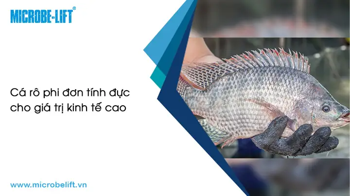 Cá Rô Phi Đơn Tính Là Gì?
