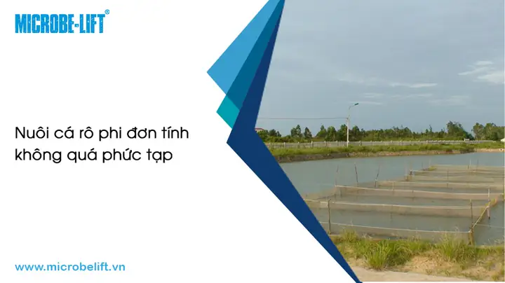 Cá Rô Phi Đơn Tính Ăn Gì?