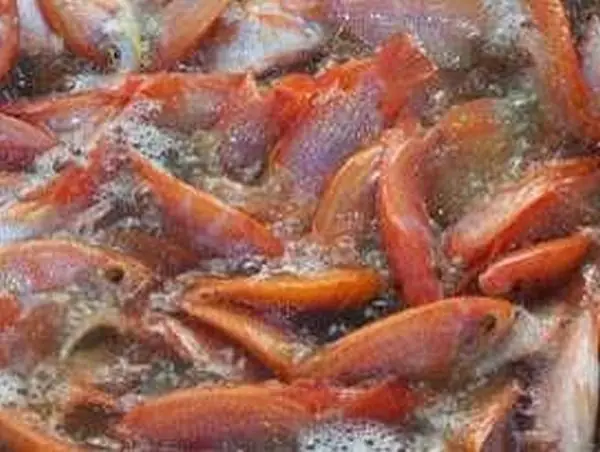 Nuôi Cá Rô Phi Hồng: Toàn Bộ Kỹ Thuật Từ A Đến Z Cho Người Mới Bắt Đầu