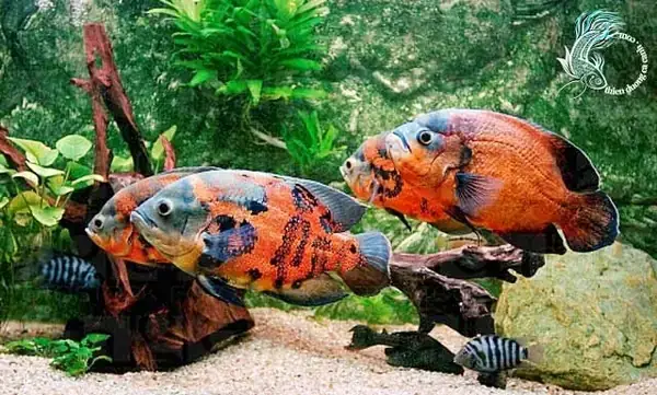 Nguồn Gốc Và Đặc Điểm Nổi Bật Của Cá Rô Phi Kiểng