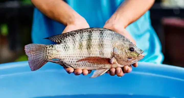 Cá Rô Phi To Nhất Thế Giới Bao Nhiêu Kg? Loài Cá Ăn Tạp Đáng Kinh Ngạc