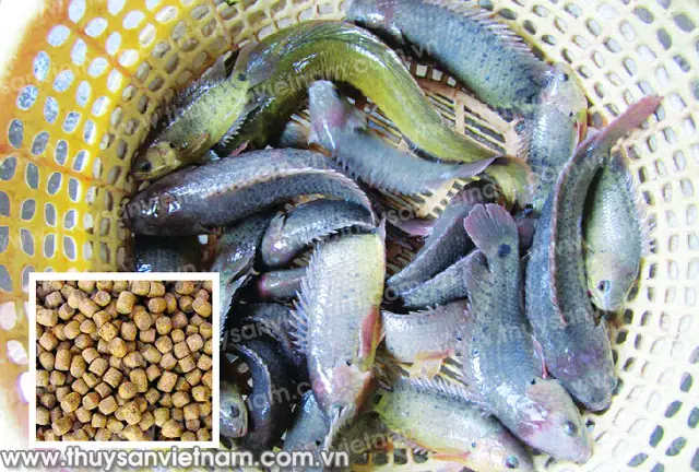 Cá Rô Thích Ăn Gì Nhất? Hướng Dẫn Dinh Dưỡng Tối Ưu Cho Cá Rô