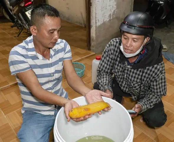 (cmo) Khoảng 5 Tháng Trước, Anh Trịnh Văn Đùa, Khóm 6, Phường Tân Thành, Tp. Cà Mau Đi Câu Cá Giải Trí Trên Sông (thuộc Kênh Xáng Phụng Hiệp) Thì Vô Tình Câu Được Con Cá Rô Có Hình Dạng Màu Vàng, Nhỏ Khoảng 2 Ngón Tay Và Được Anh Mang Về Nuôi Trong Mùng Lưới. Rất Nhiều Người Dân Vì Thấy Lạ Nên Mới Tìm Để Nhà Anh Đùa Để Xem Tận Mắt.