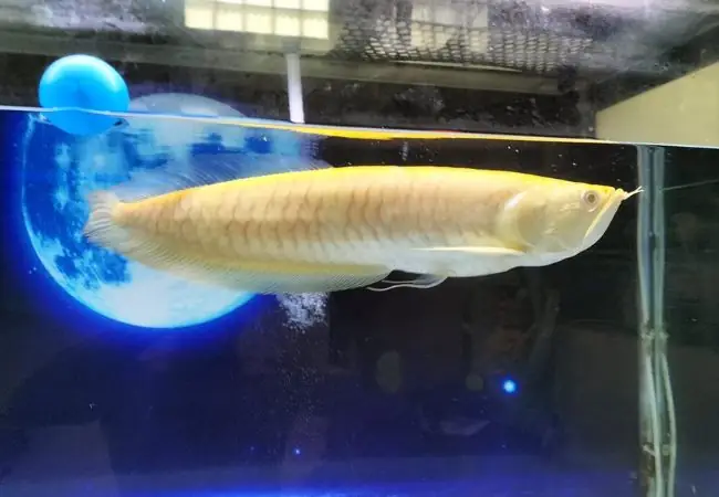 Giá Trị Kinh Tế Và Thương Mại Của Cá Rồng Albino Vàng
