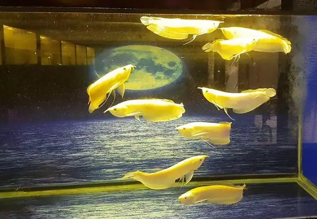 Thức Ăn Phù Hợp Cho Cá Rồng Albino Vàng