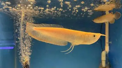 Tương Lai Phát Triển Của Ngành Nuôi Cá Rồng Albino Vàng