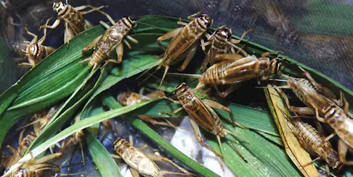 Thức Ăn Cho Cá Rồng Trong Tự Nhiên