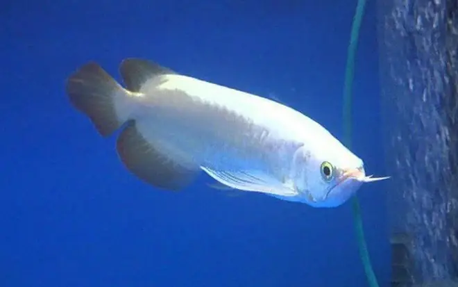 Cá Rồng Bạch Long