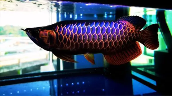 Sự Đắt Giá Của Cá Rồng Bối Tím