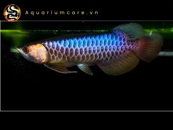 Cá Rồng Bối Tím Là Gì? Đặc Điểm, Ý Nghĩa Phong Thủy Và Cách Chăm Sóc