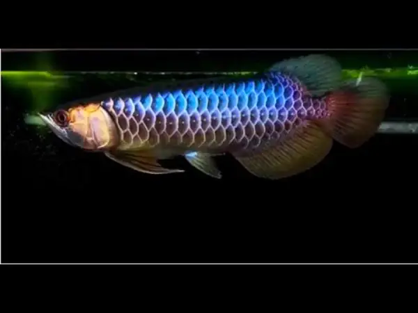 Định Nghĩa Cá Rồng Bối Tím
