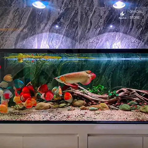 Nguồn Gốc Của Cá Rồng