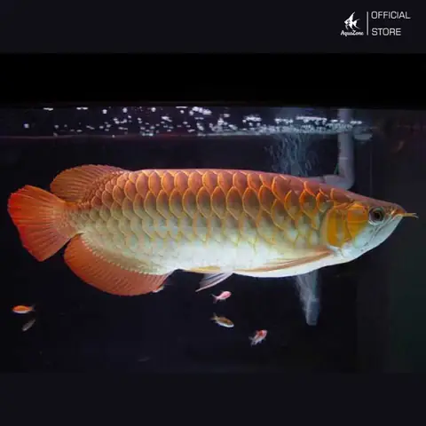 Cá Rồng Cao Lưng Hồng Vỹ