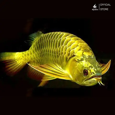 Thân Hình