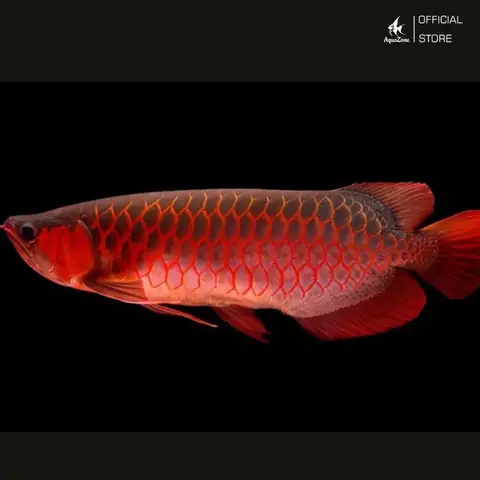 Cá Rồng Huyết Long