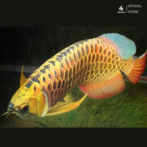 Thân Hình